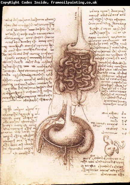 LEONARDO da Vinci Anatomical drawing of the stomach and the intestine